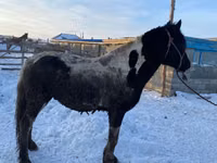 حصان, Yakutian horse — الصورة 3