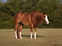 حصان, Quarter Horse — الصورة 2