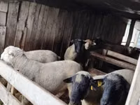Widder, Ile-de-France sheep — Foto 7