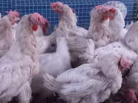 Leghorn — photo 2
