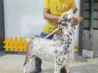 Bélier, Sicilian Barbaresca sheep — photo 2