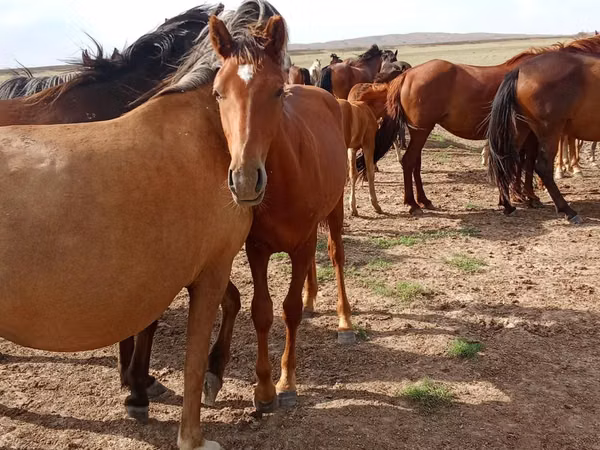Caballo, Caballos