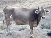 Vaca, Ganado vacuno — foto 2
