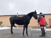 Kuda betina, Akhal-Teke — foto 2