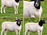 Domba jantan, Beltex sheep — foto 2