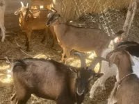 Kambing betina, Goats — foto 3