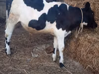 Bulle, Russian Black pied cattle — Foto 5