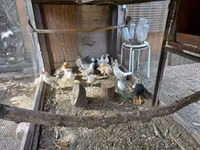Bantam néerlandaise — photo 7