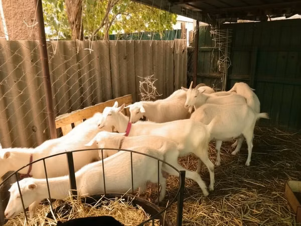 Cabras (lote, sexo no especificado), Pomellata goat