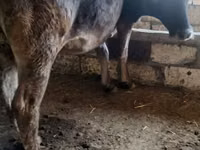 Sapi, Alatau breed — foto 3