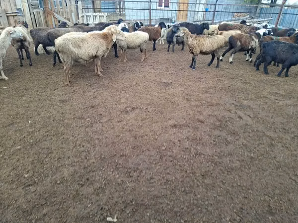 Carnero, Ovejas