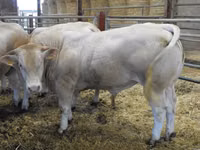 雄牛, Blonde d’Aquitane cattle — 写真 3