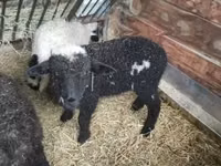 Widder, Wallis Country sheep — Foto 4