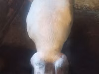 Babi jantan — foto 3