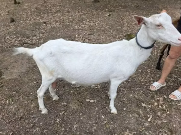 عنزة, Saanen goat