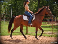 Yegua, Standardbred — foto 1