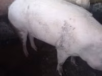 Babi (batch, jenis kelamin tidak disebutkan) — foto 2