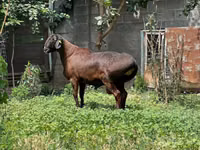 كبش, الأغنام — الصورة 2