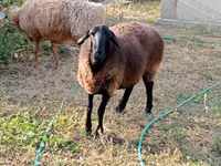 Domba betina, Kazakh fat-tailed coarsewool sheep — foto 1