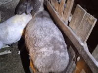 雌羊, Adal sheep — 写真 3