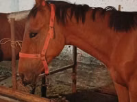 حصان, Manipuri pony — الصورة 7
