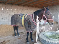 Caballo, Karabakh horse — foto 3