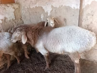 Schafe (Partie, Geschlecht nicht angegeben), Arashan sheep — Foto 5