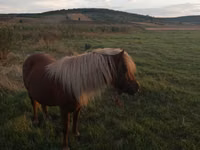 Jument, Australian Pony — photo 1