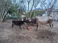 गाय, लाल-धब्बेदार नस्ल — फ़ोटो 1