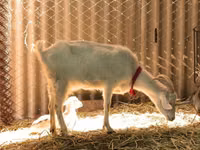 Ziegen (Partie, Geschlecht nicht angegeben), Pomellata goat — Foto 8