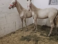 घोड़ा, Akhal-Teke — फ़ोटो 4