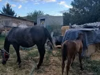 Jument, Chevaux — photo 4