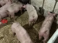 Schweine (Partie, Geschlecht nicht angegeben) — Foto 5