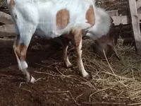 Ziegenbock, Nubian Goat — Foto 1
