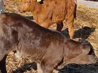 Cattle (batch, sex not specified), Simmental cattle — photo 5