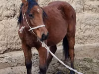 Mare, Kyrgyz Horse — photo 3