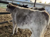 牛只（批次，未指定性别）, Belgian Blue — 照片 1