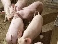 Babi betina — foto 4