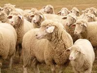 Sheep, Sheep — photo 5