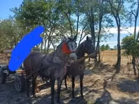Jument, Chevaux — photo 1