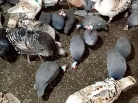 Turkeys — 写真 1