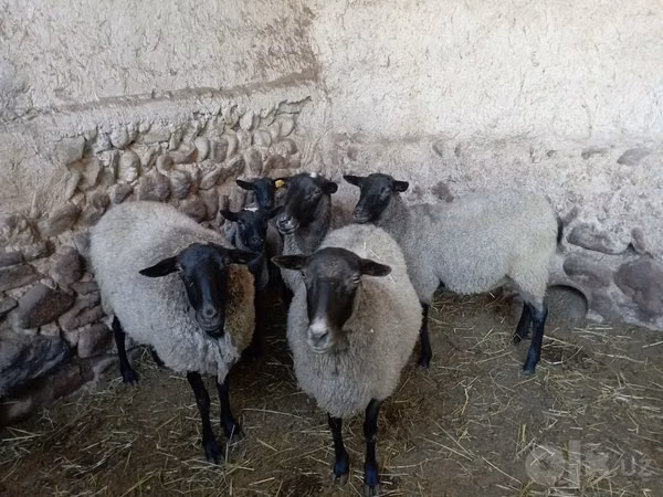 भेड़, Romanov sheep