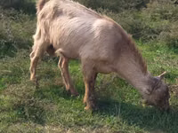 Ziegenbock, LaMancha goats — Foto 1