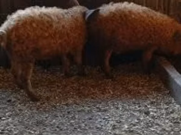 Babi jantan, 