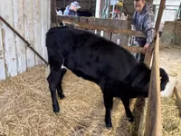 母牛, Limousin cow — 照片 2