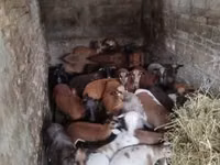 Sheep, Cameroon sheep — photo 1