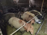 Domba jantan, Edilbay sheep — foto 3