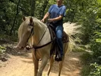 雄馬, Kentucky mountain daddle horse — 写真 4