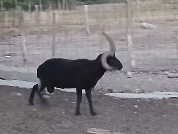 Carnero, Shetland sheep