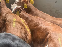 मवेशी (लॉट, लिंग निर्दिष्ट नहीं), Simmental cattle — फ़ोटो 2